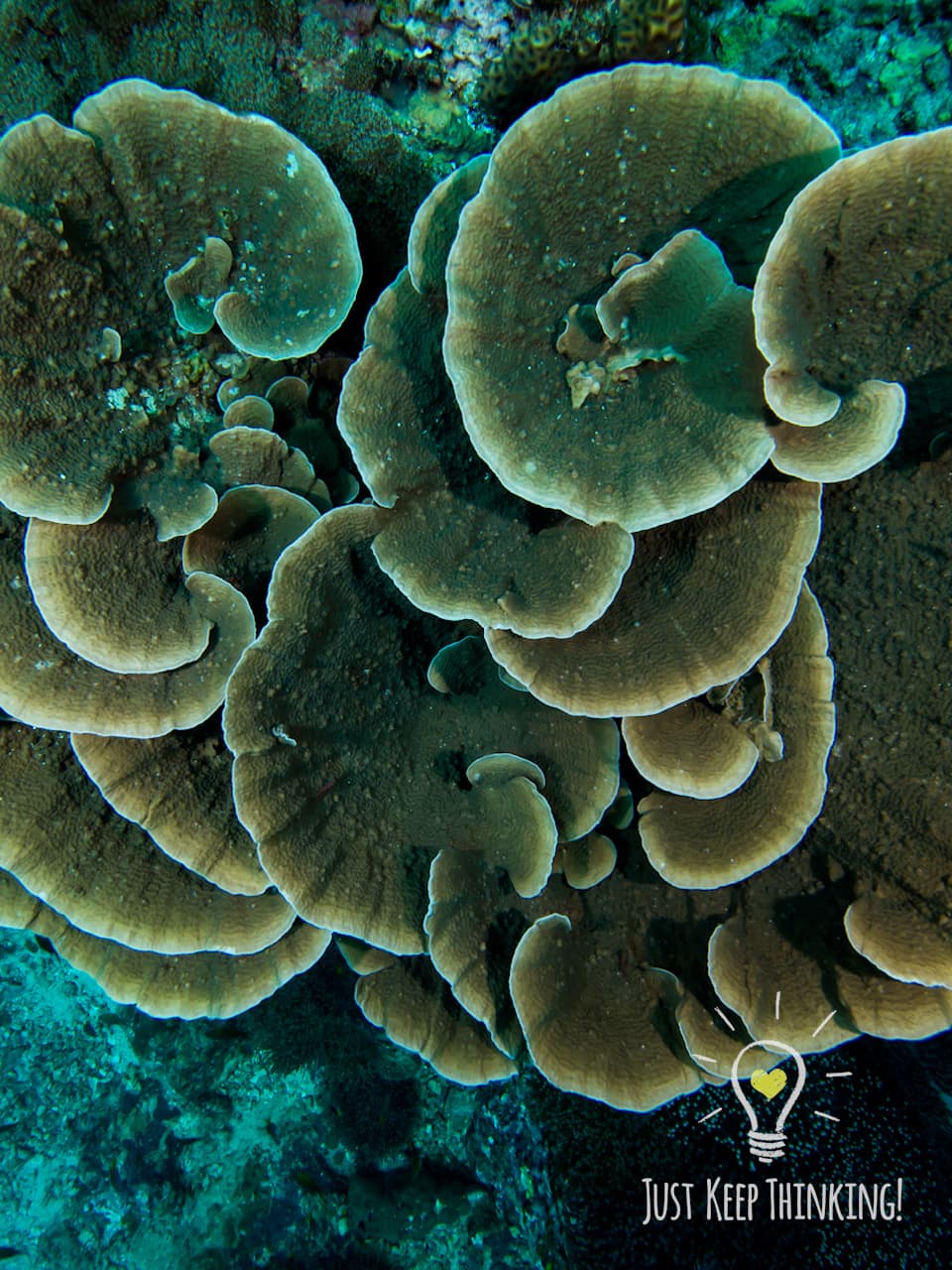 04_Plate-like Coral_GradedJKT