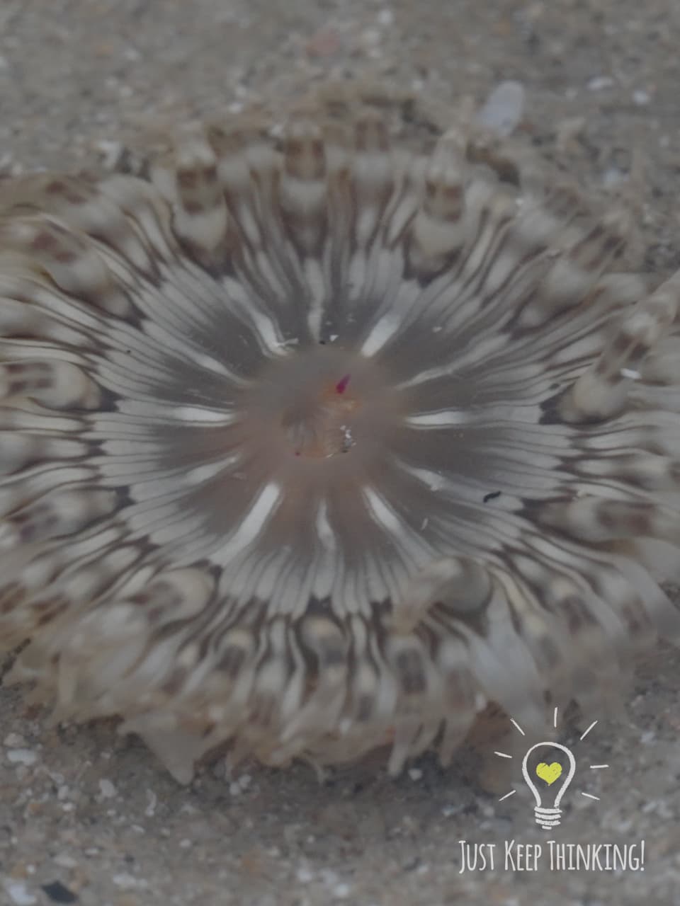 04_Tiger Anemone_GradedJKT