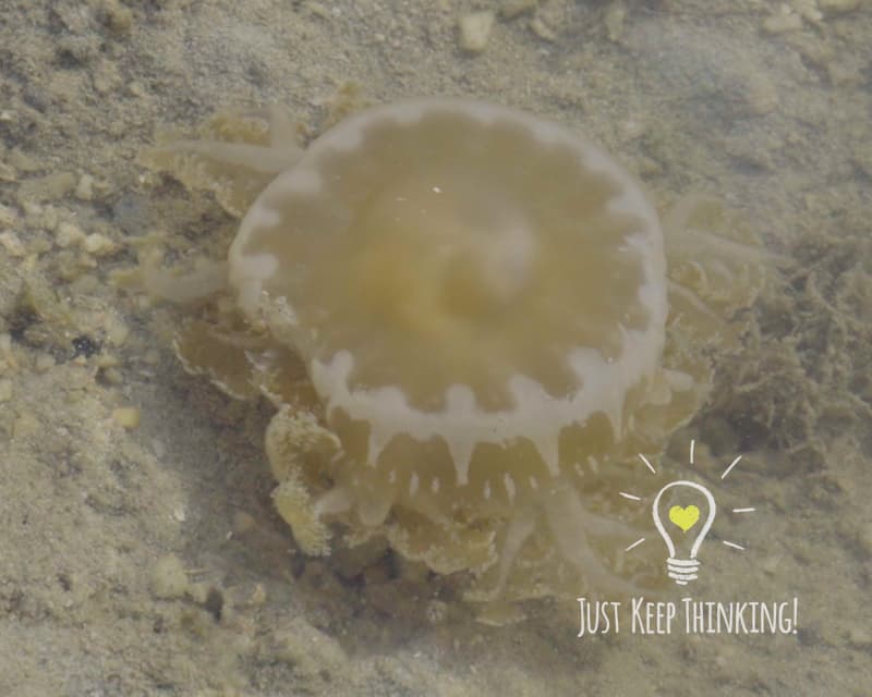 Upside-down Jellyfish