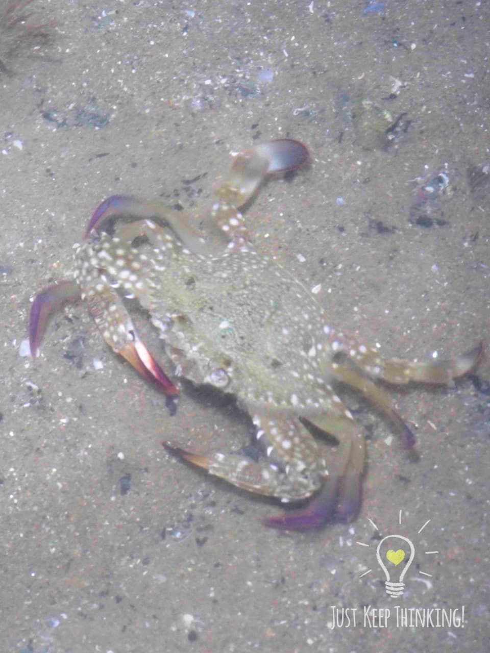 05_Flower Crab_GradedJKT