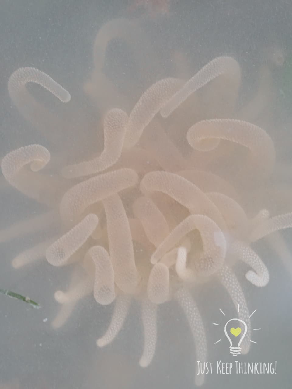 05_Glass Anemone_GradedJKT (1)