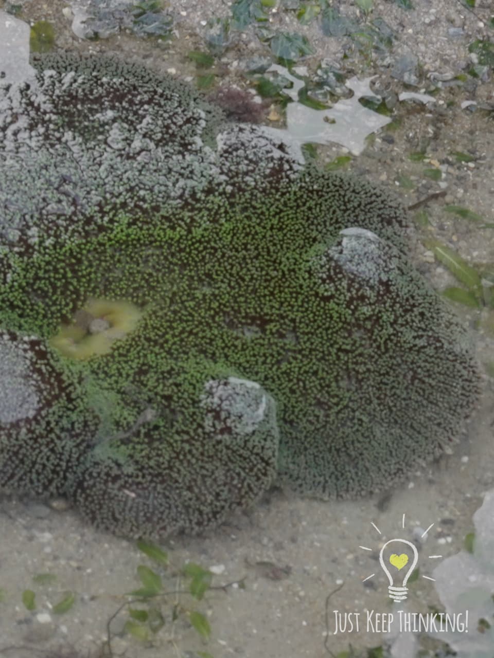 05_Haddon’s Carpet Anemone _GradedJKT