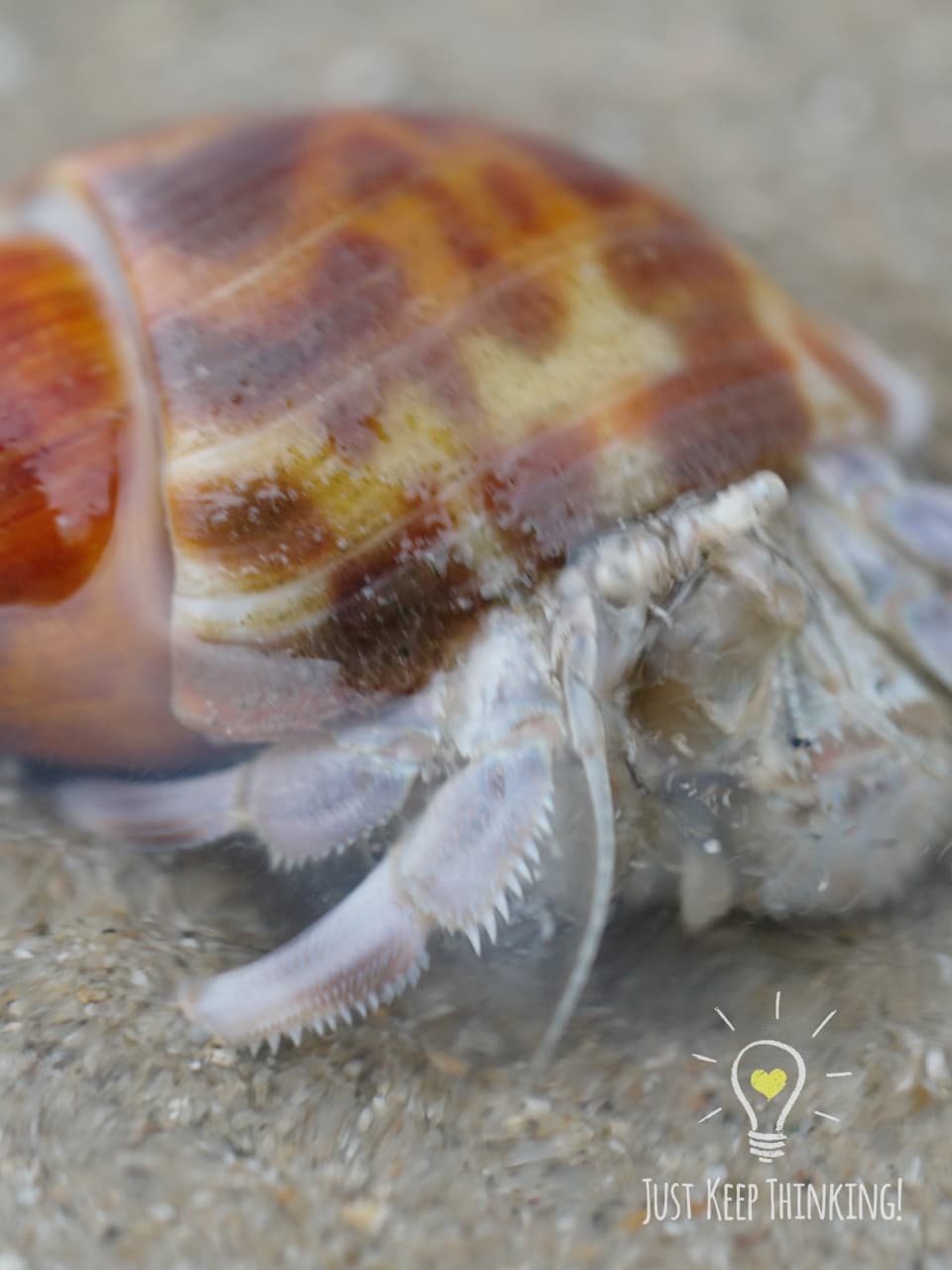 05_Lavender Hermit Crab_GradedJKT