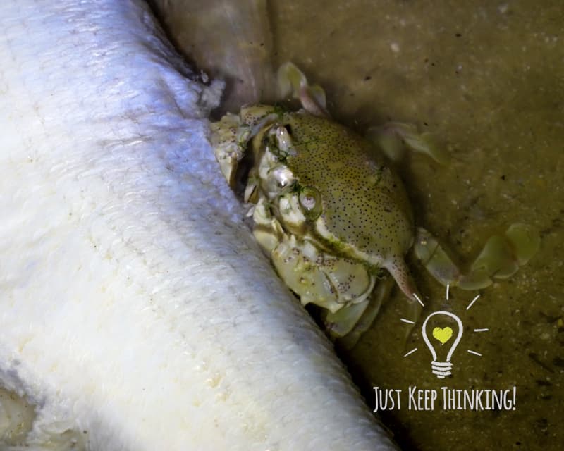 Spotted Moon Crab