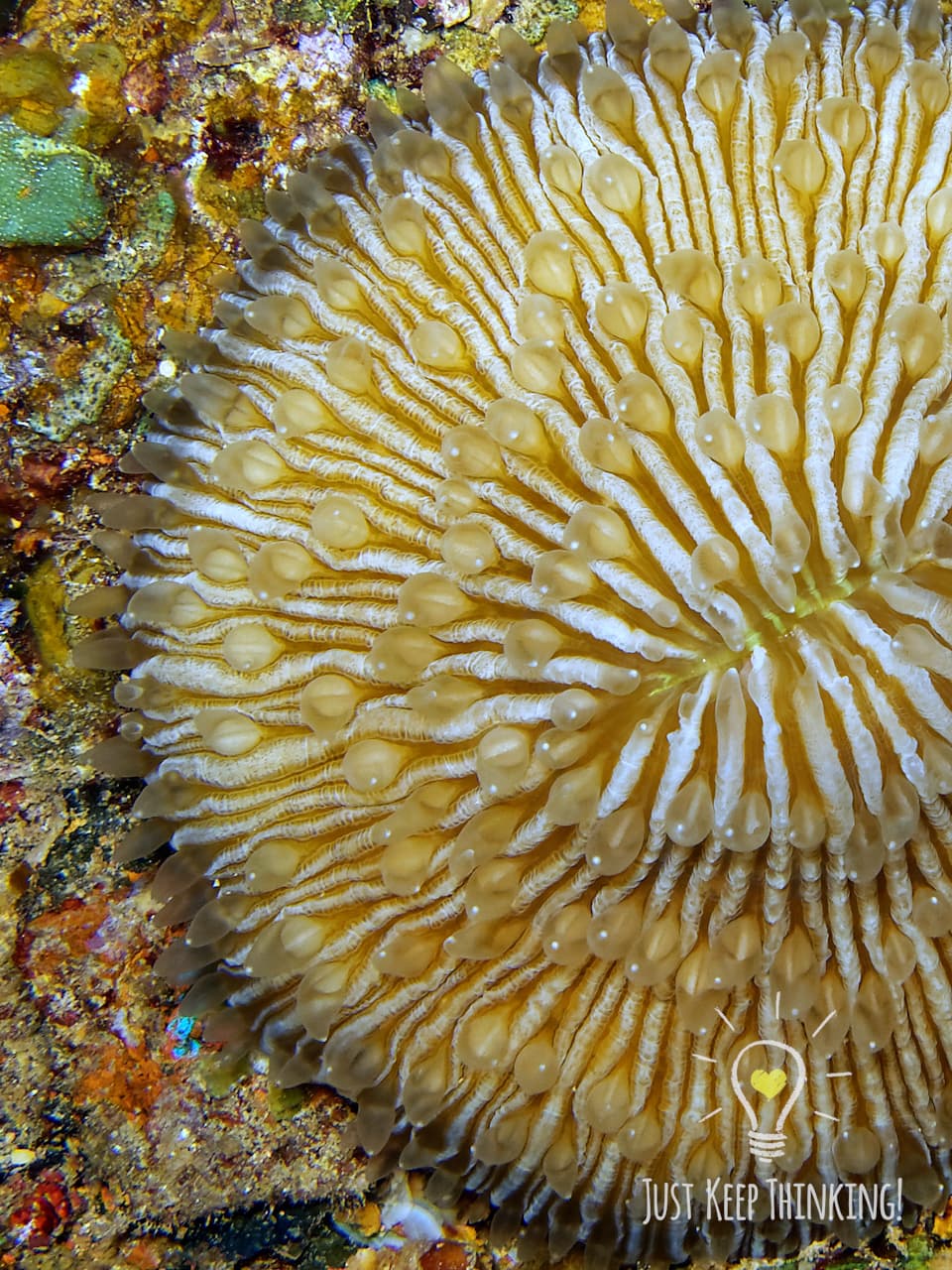 05_Mushroom Coral_GradedJKT