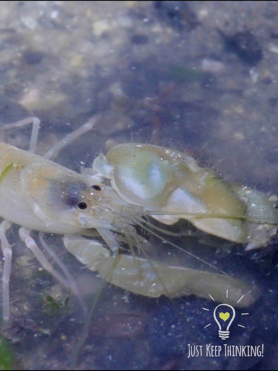 05_Snapping Shrimp_GradedJKT