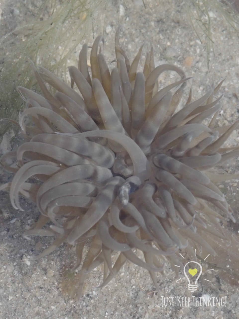 05_Swimming Anemone_GradedJKT