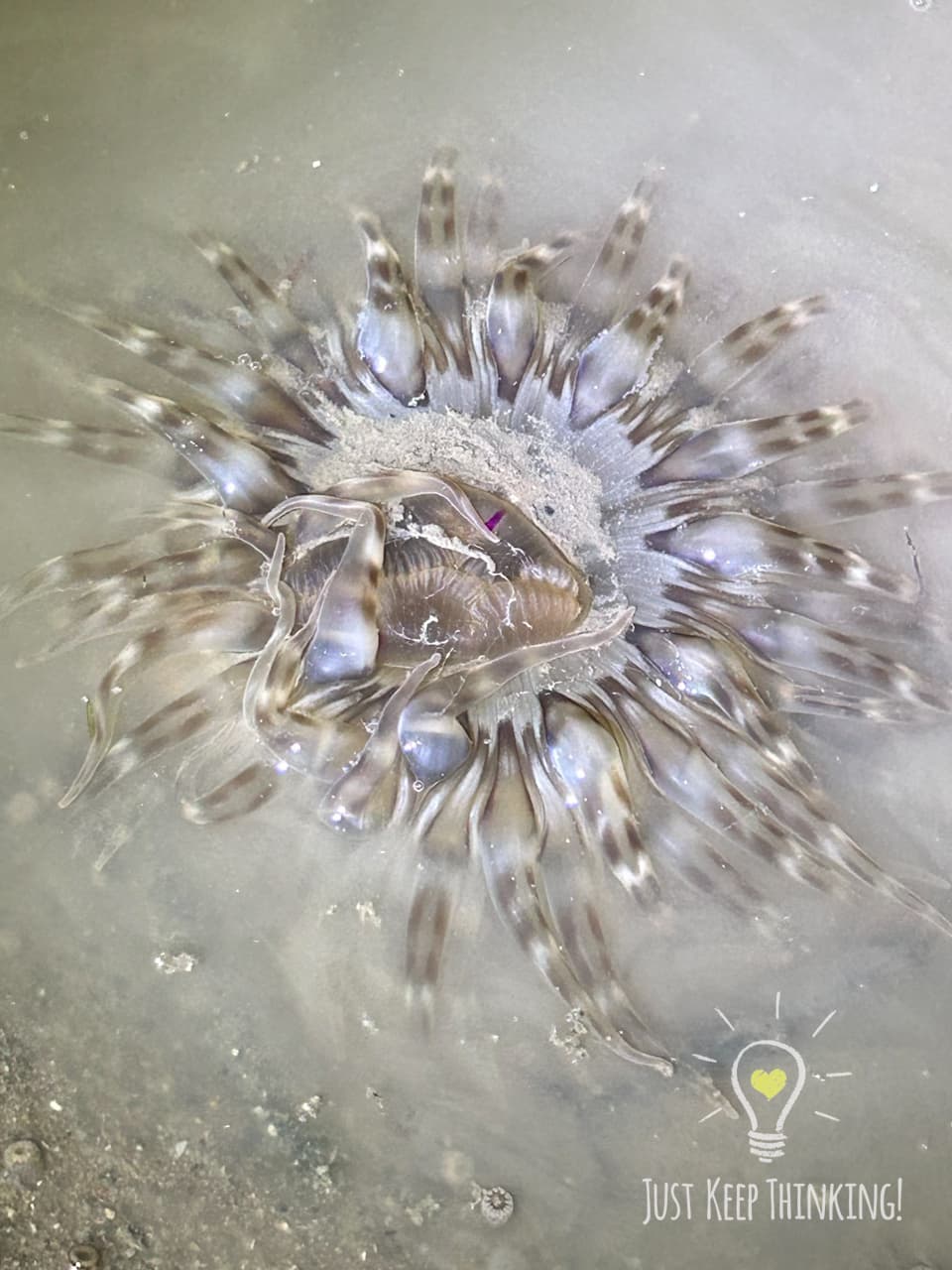 05_Tiger Anemone_GradedJKT
