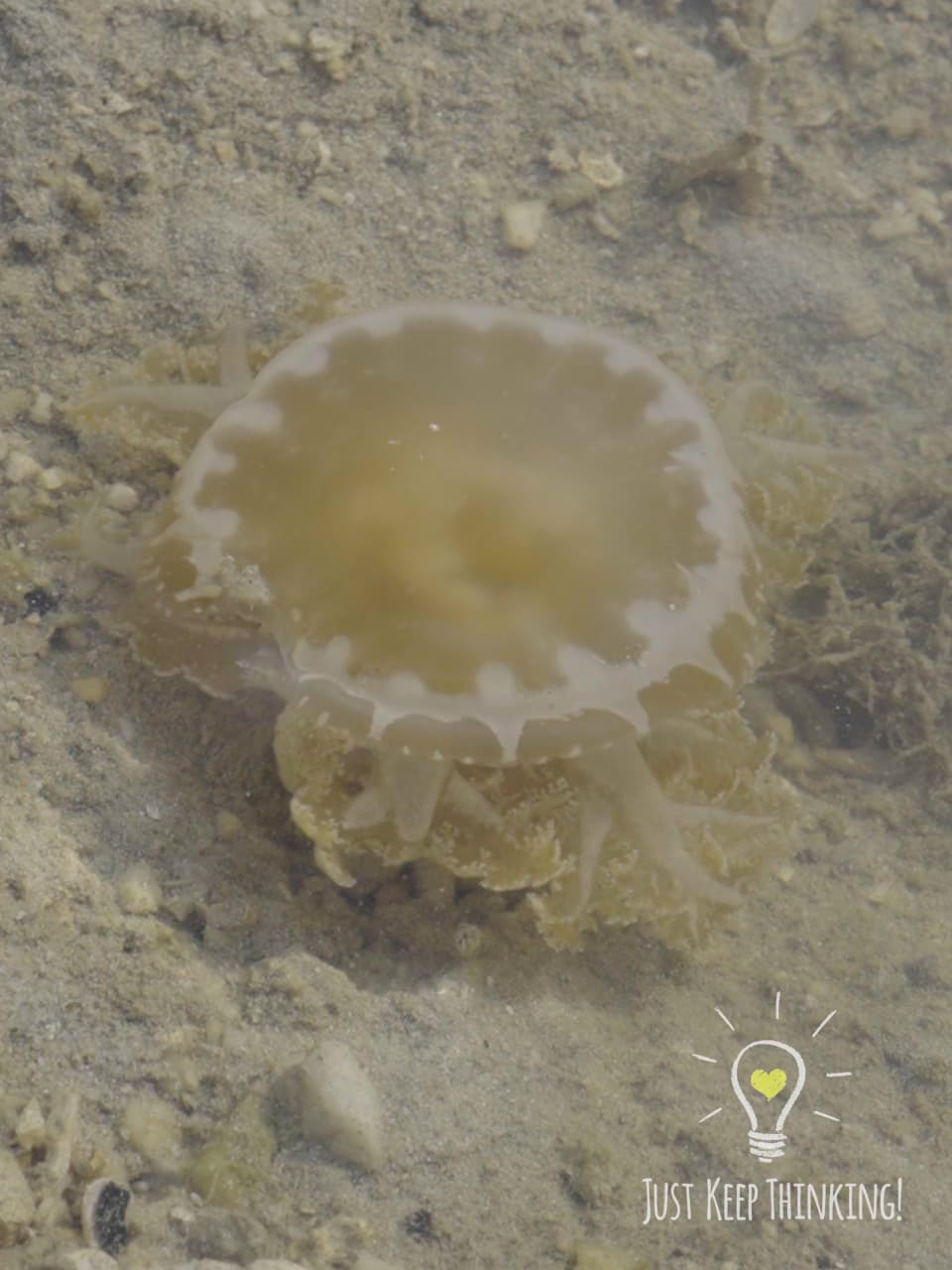 05_Upside-Down Jellyfish_GradedJKT
