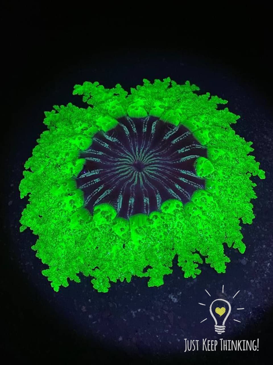 06_Fire Anemone_GradedJKT