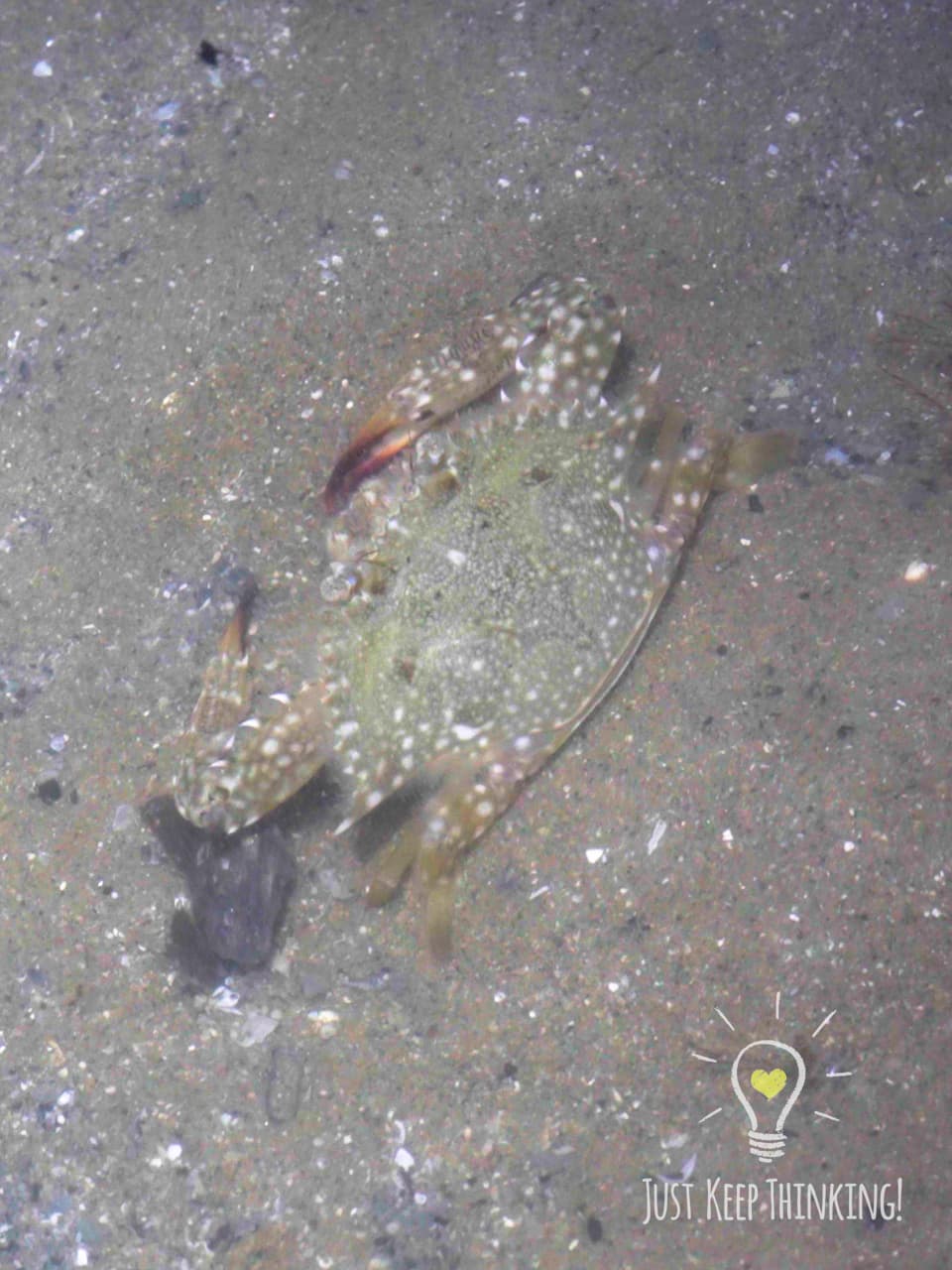 06_Flower Crab_GradedJKT