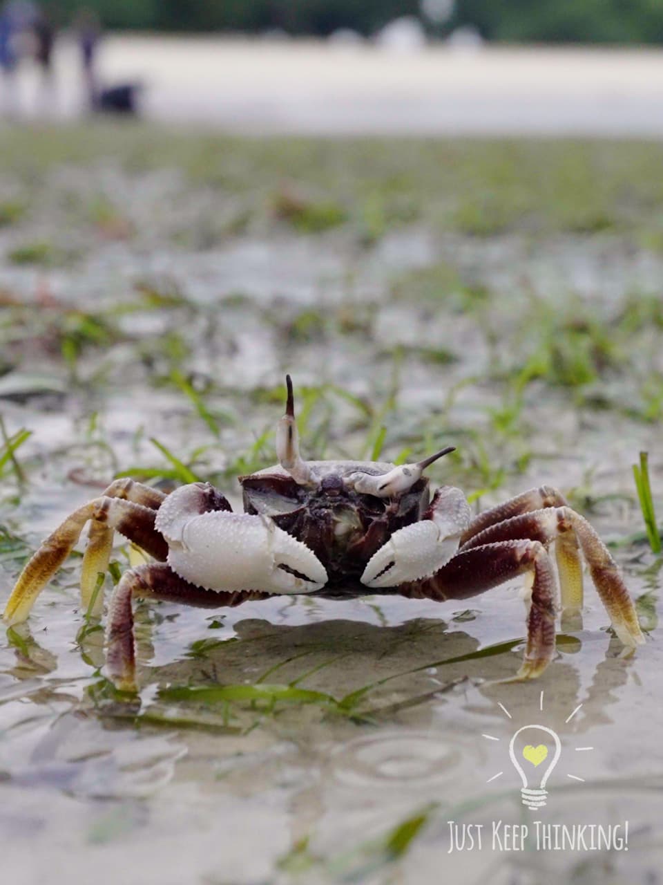 06_Horn-eyed Ghost Crab_GradedJKT