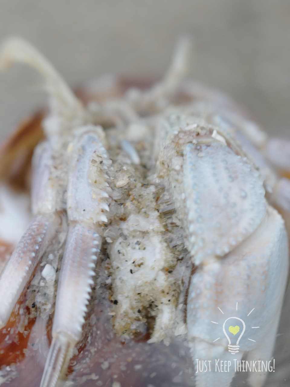 06_Lavender Hermit Crab_GradedJKT