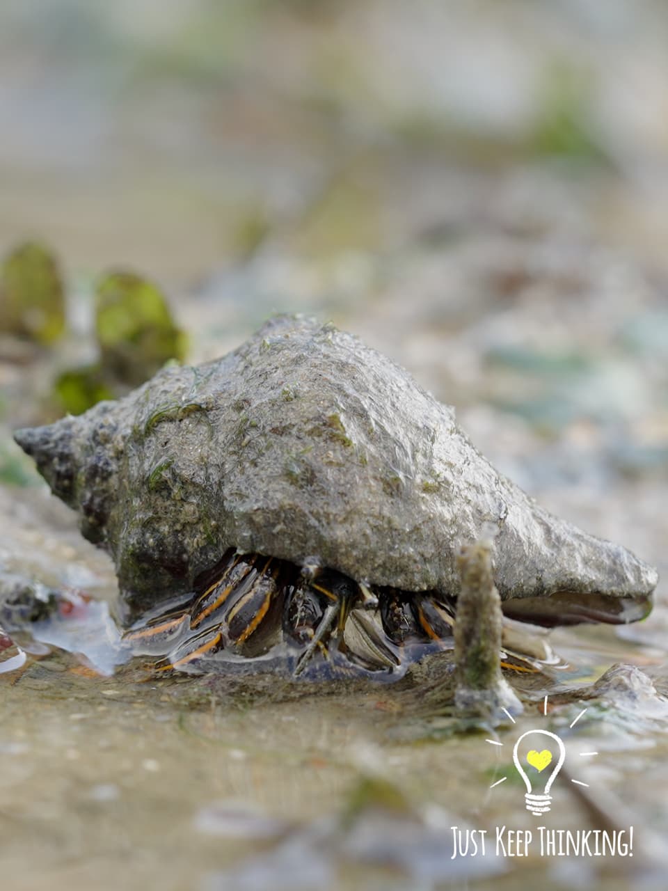 06_Orange-striped Hermit Crab_GradedJKT