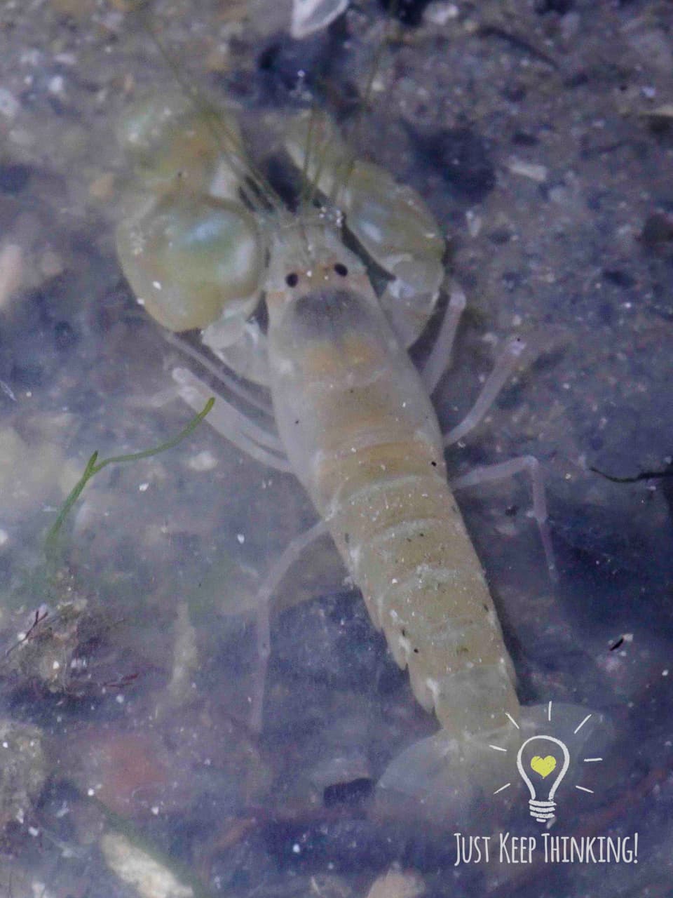 06_Snapping Shrimp_GradedJKT