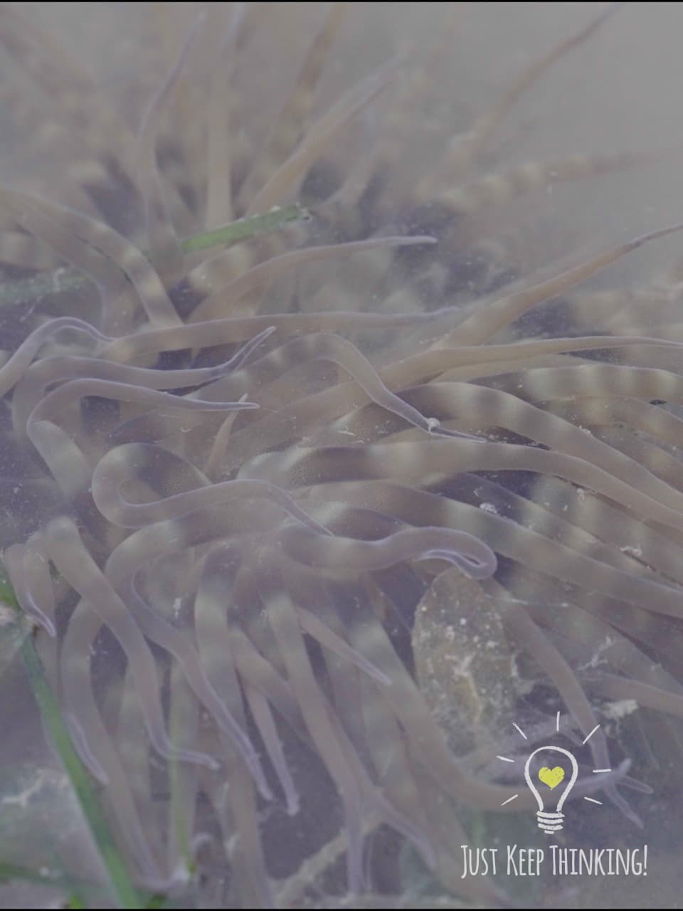 06_Swimming Anemone_GradedJKT