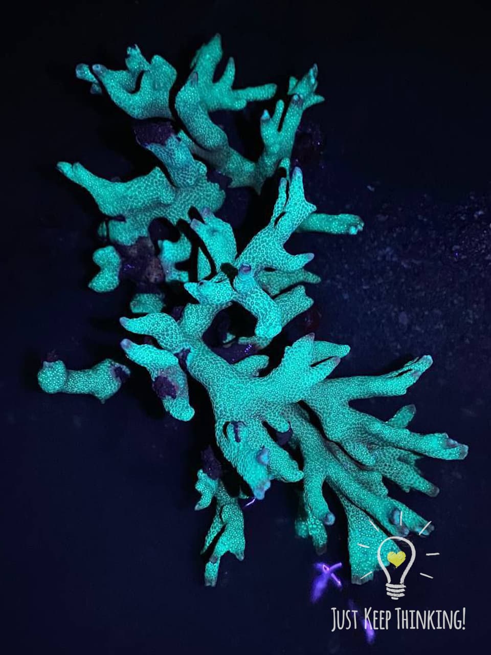 07_Branching Corals_GradedJKT