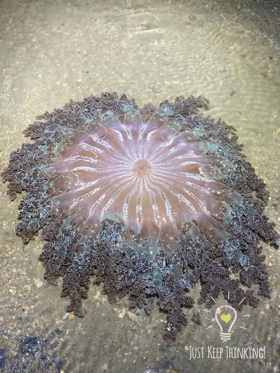07_Fire Anemone_GradedJKT
