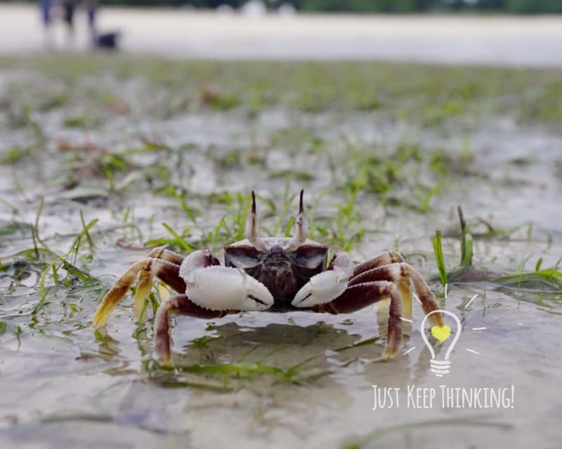 Horn-eyed Ghost Crab