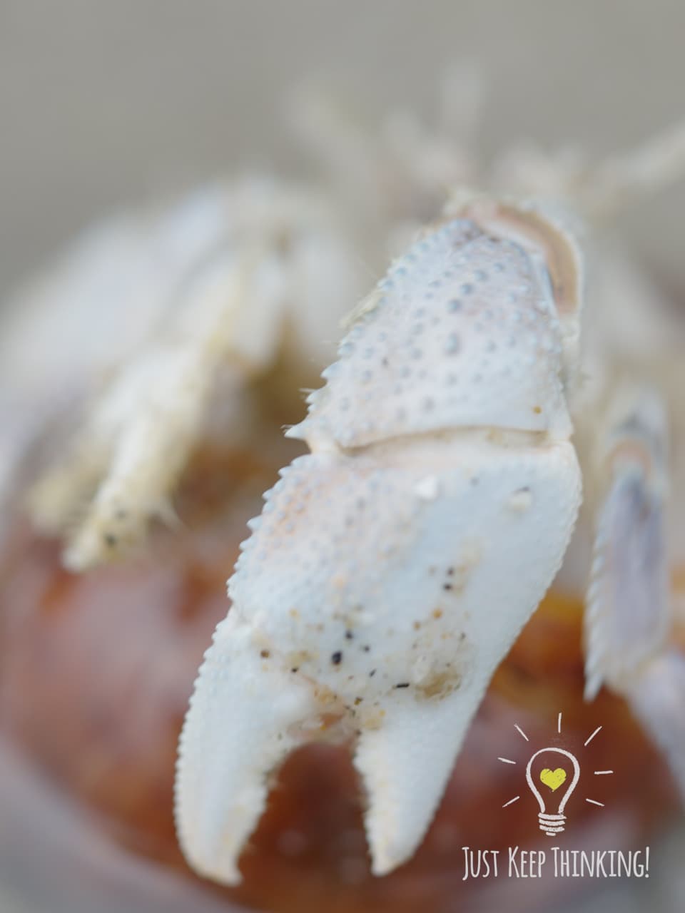 07_Lavender Hermit Crab_GradedJKT