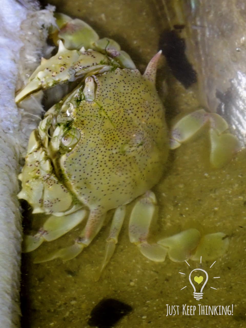 07_Moon Crab_GradedJKT