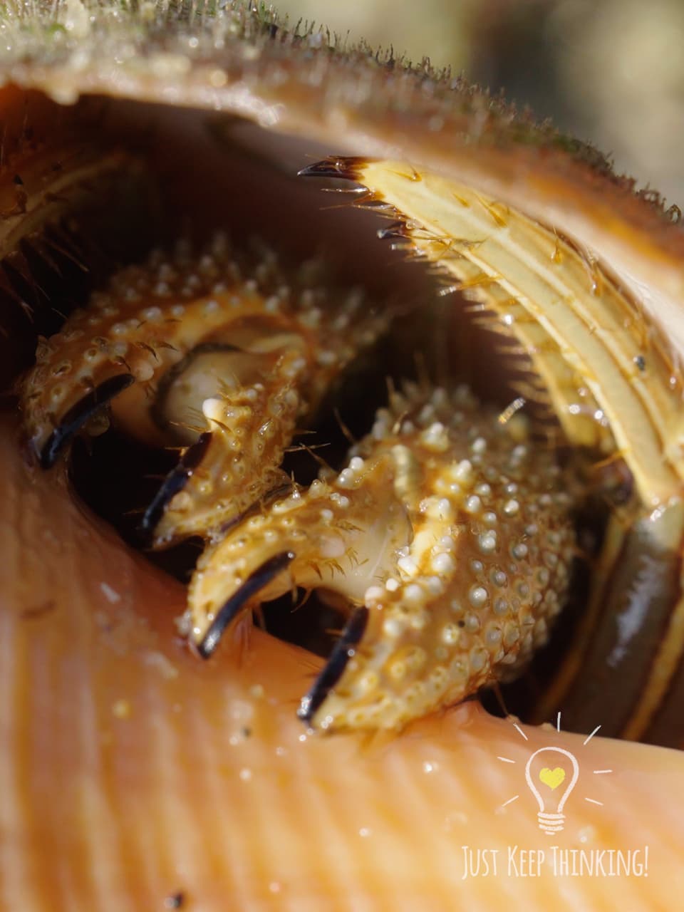 07_Orange-striped Hermit Crab_GradedJKT
