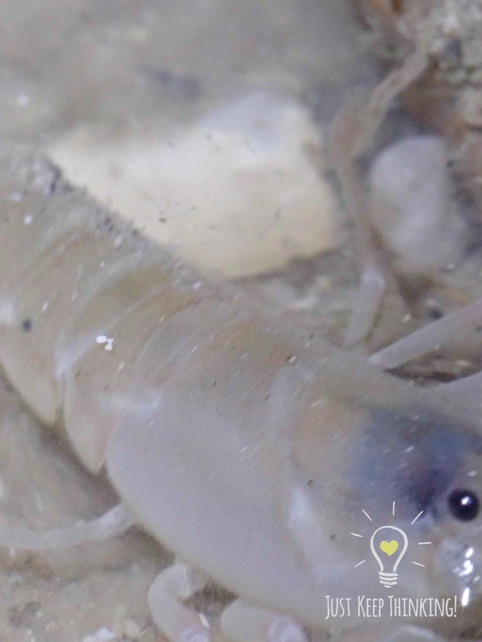 07_Snapping Shrimp_GradedJKT