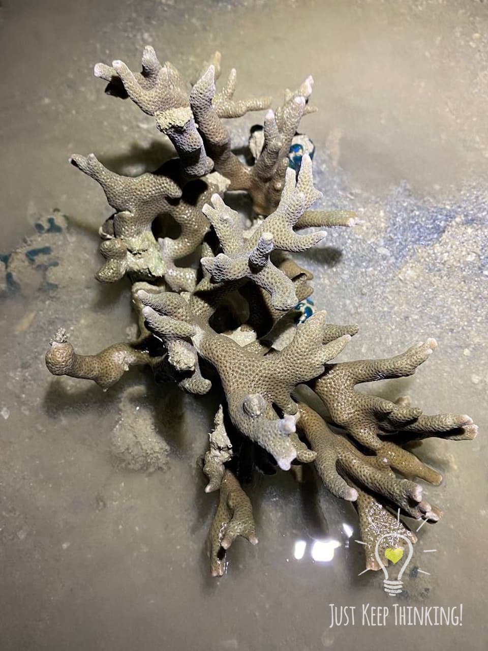 08_Branching Corals_GradedJKT