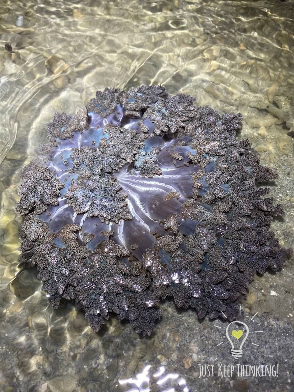 08_Fire Anemone_GradedJKT