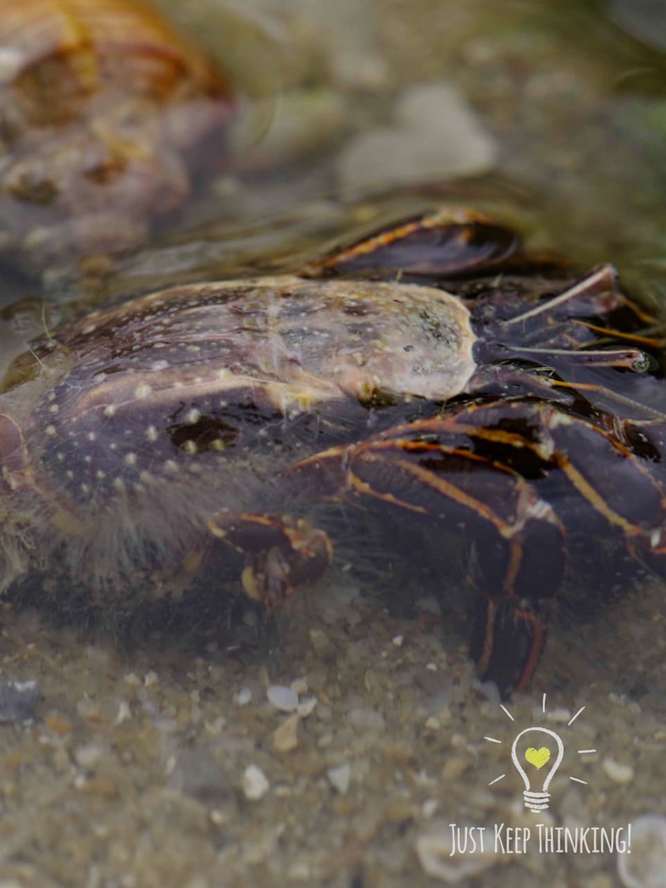 08_Orange-striped Hermit Crab_GradedJKT