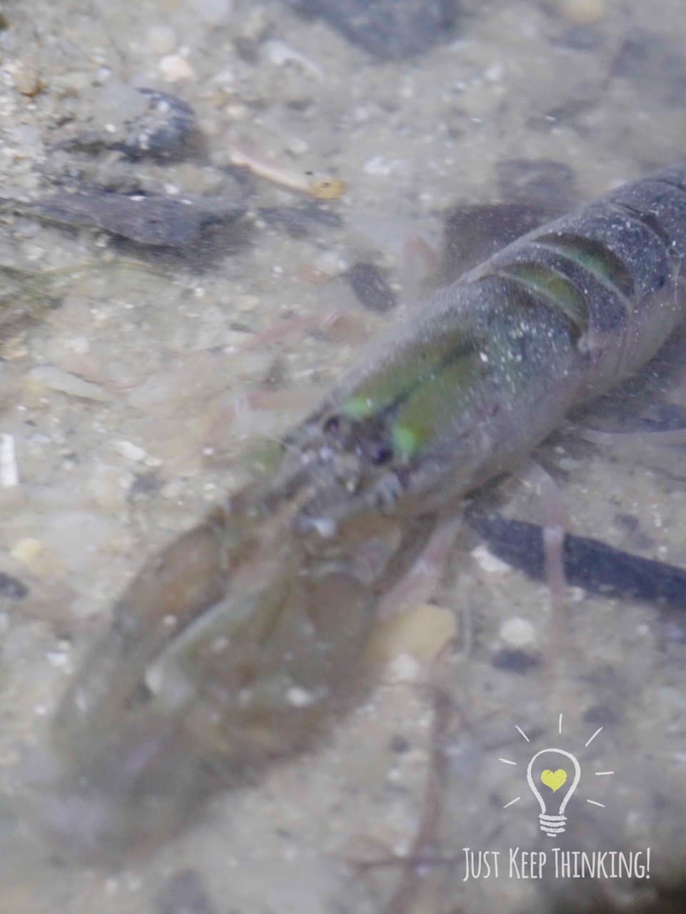 08_Snapping Shrimp_GradedJKT