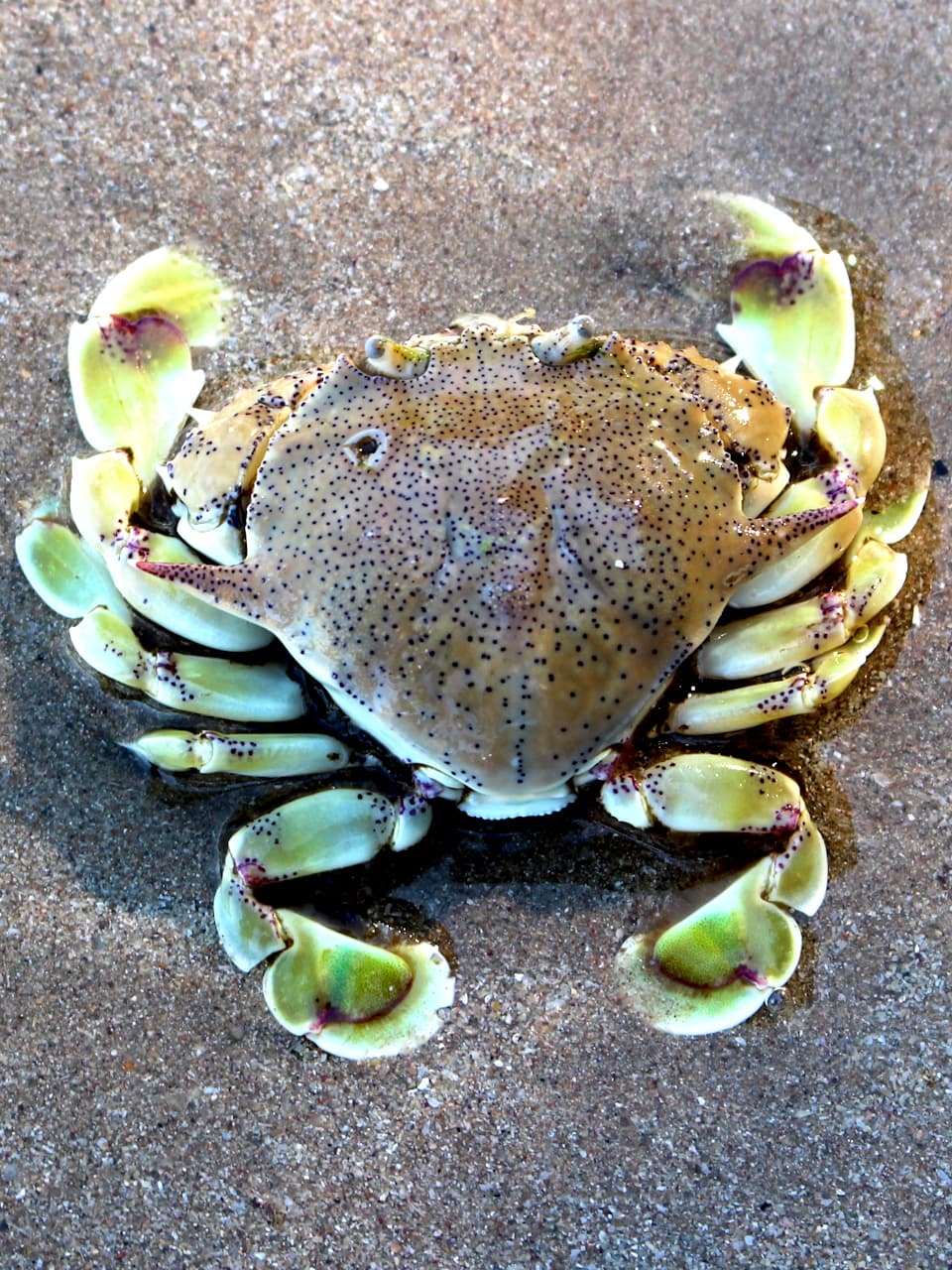 08_Spottted Moon Crab_GradedJKT