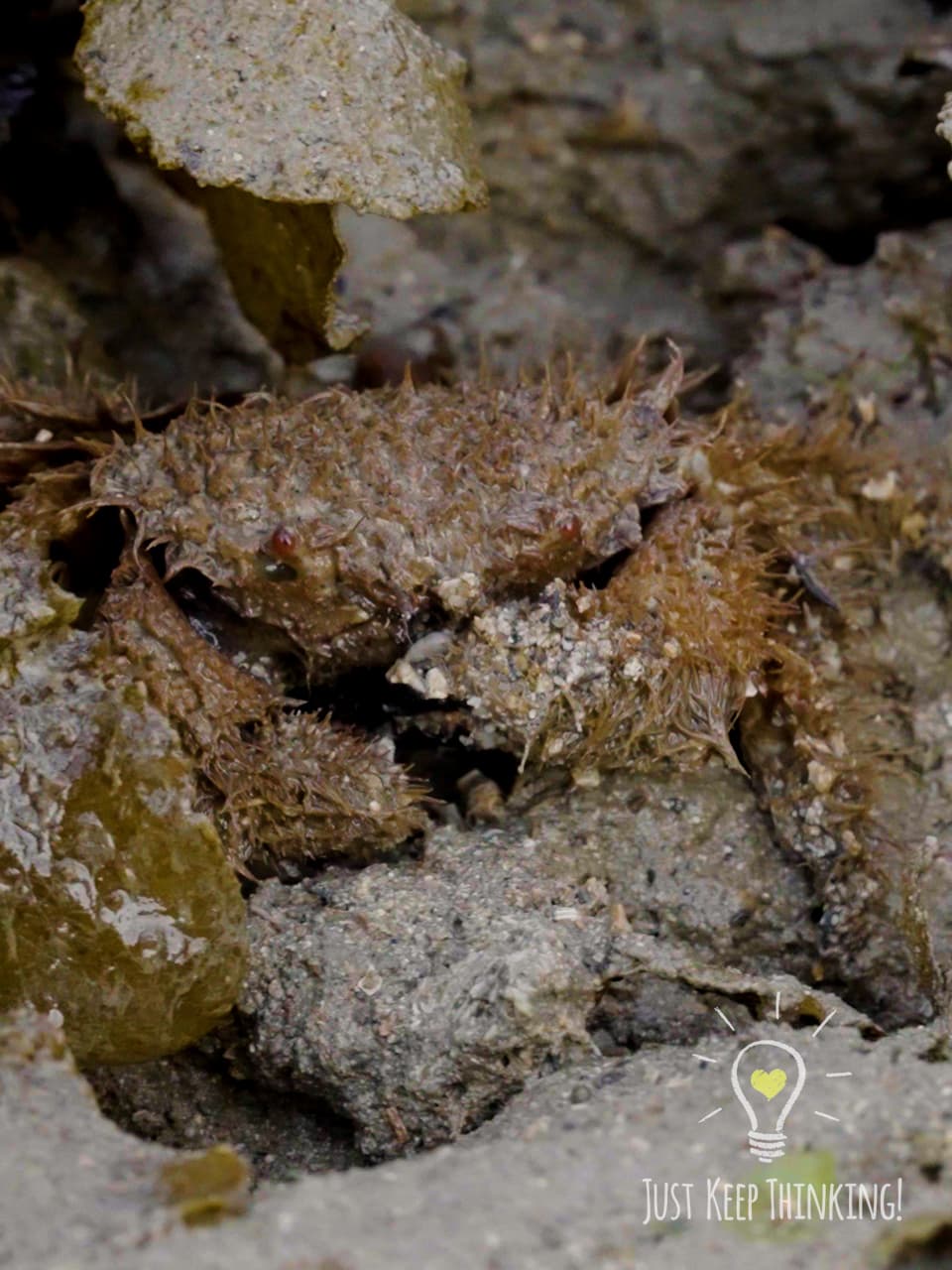 09_Hairy Crab_GradedJKT