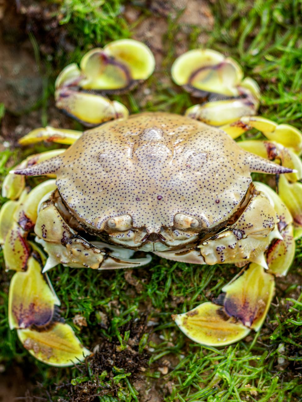 09_Spotted Moon Crab_GradedJKT