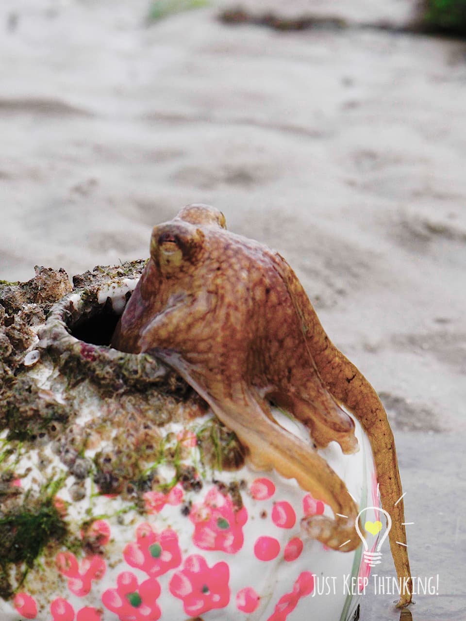 10_Big-headed Seagrass Octopus_GradedJKT