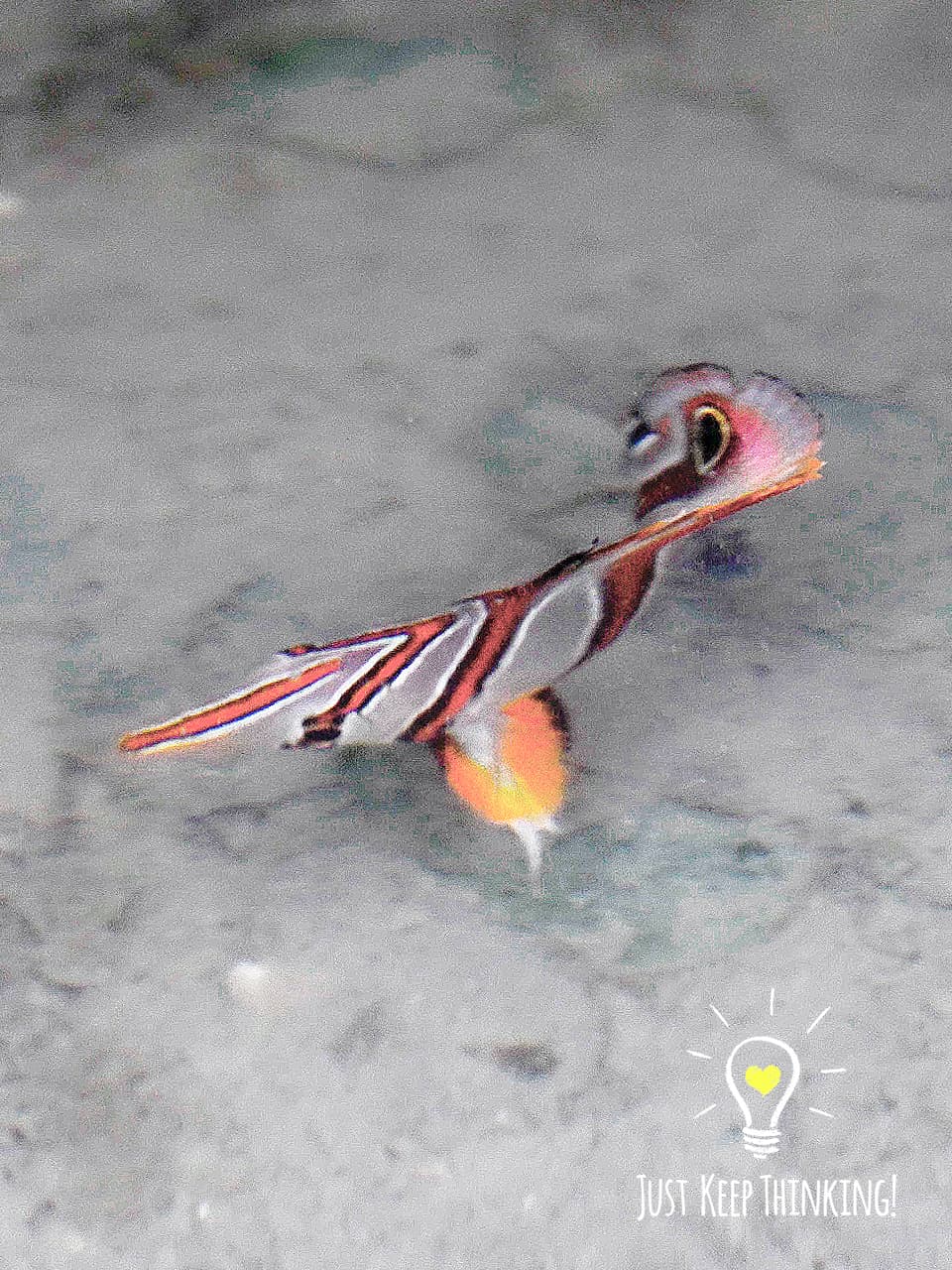 10_Copperband Butterflyfish_GradedJKT