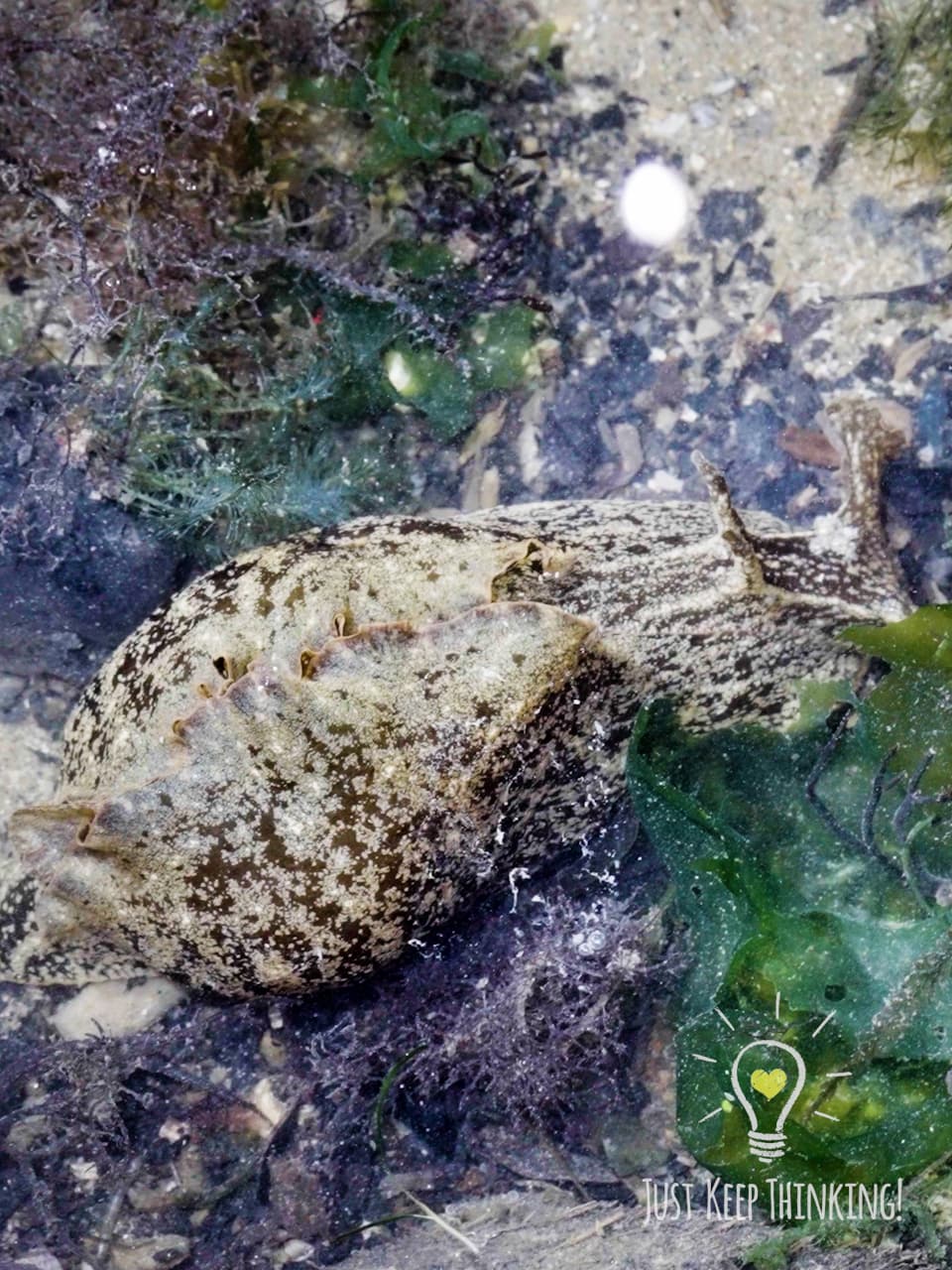 10_Geographic Sea Hare_GradedJKT