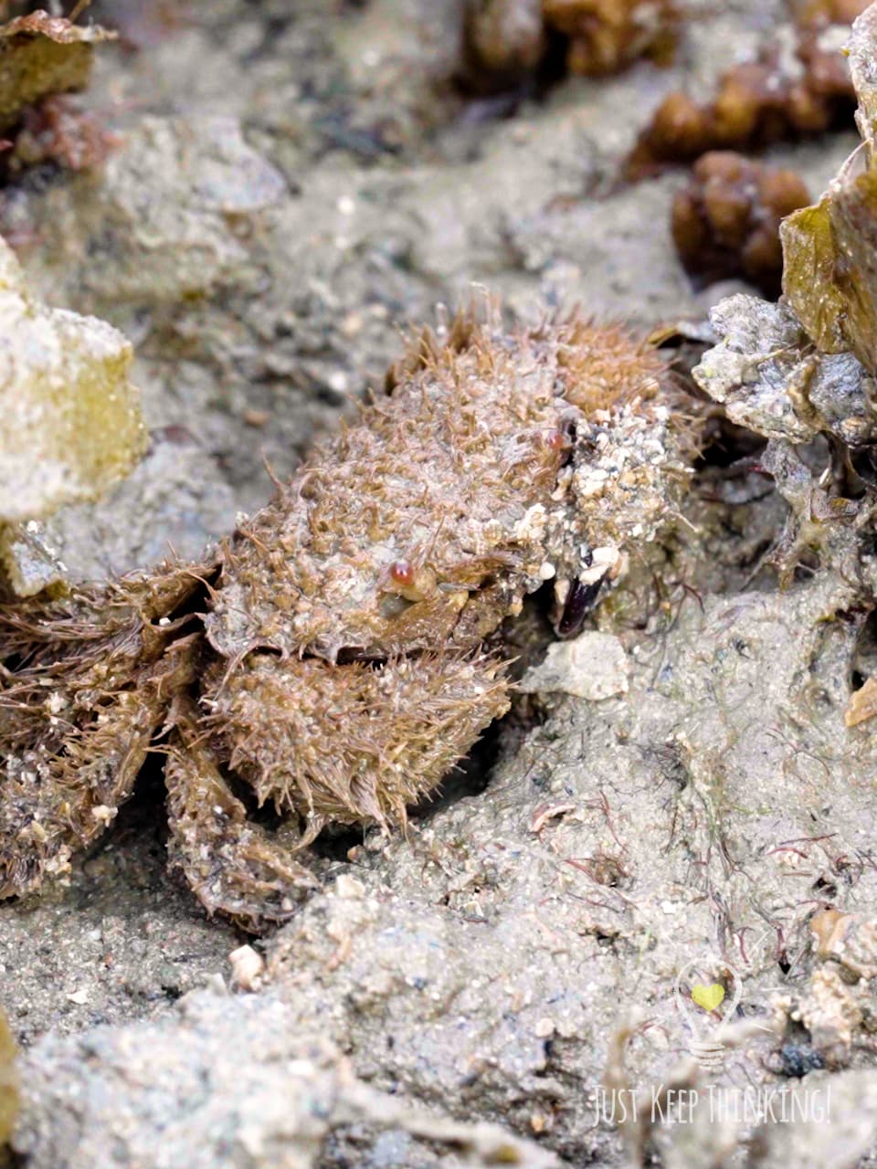 10_Hairy Crab_GradedJKT