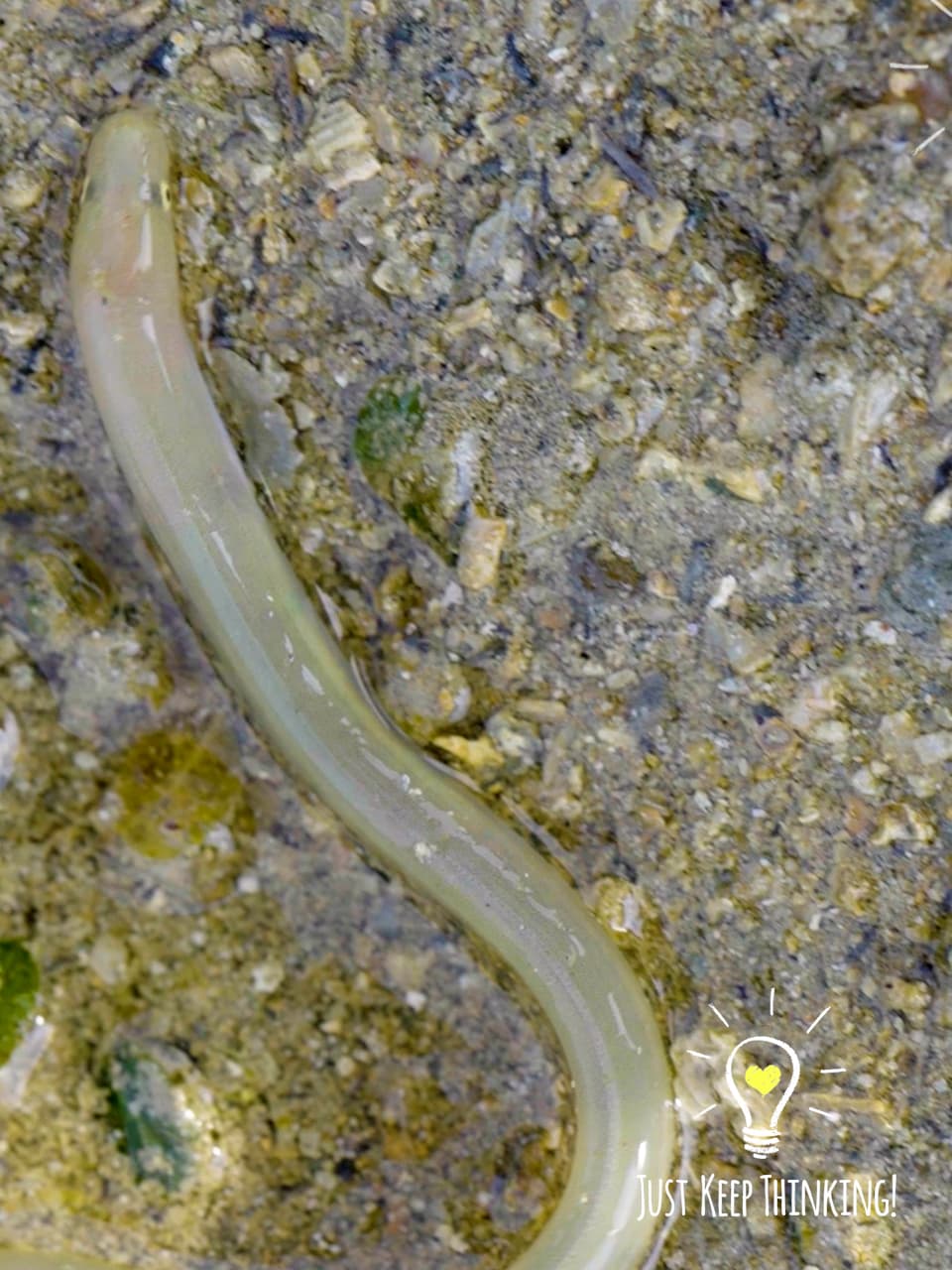 10_Narrow Worm Eel_GradedJKT