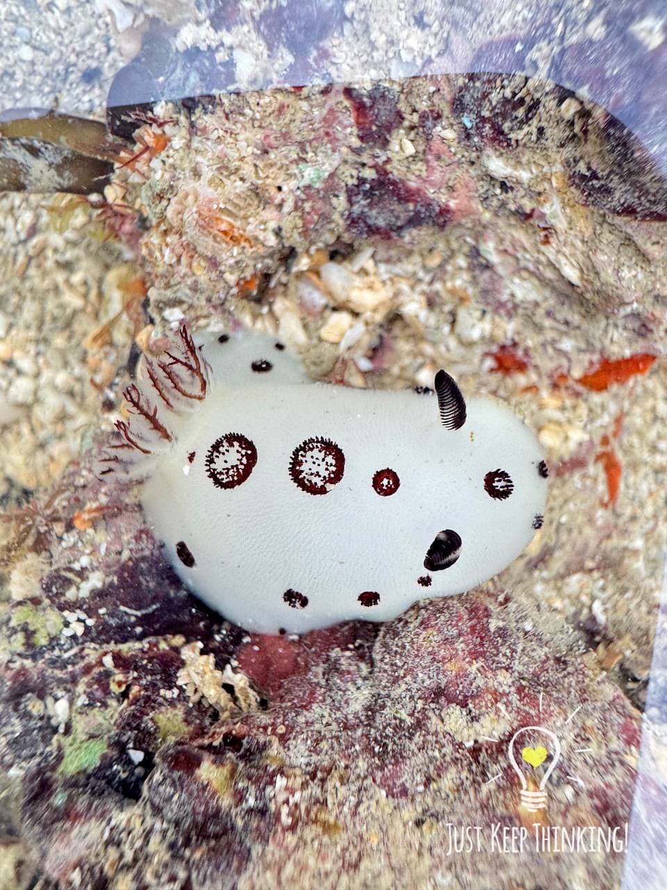 10_Polka-dotted Nudibranch_GradedJKT