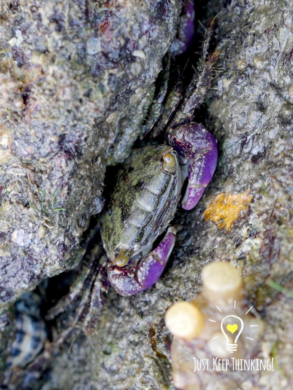 10_Purple Climber Crab_GradedJKT