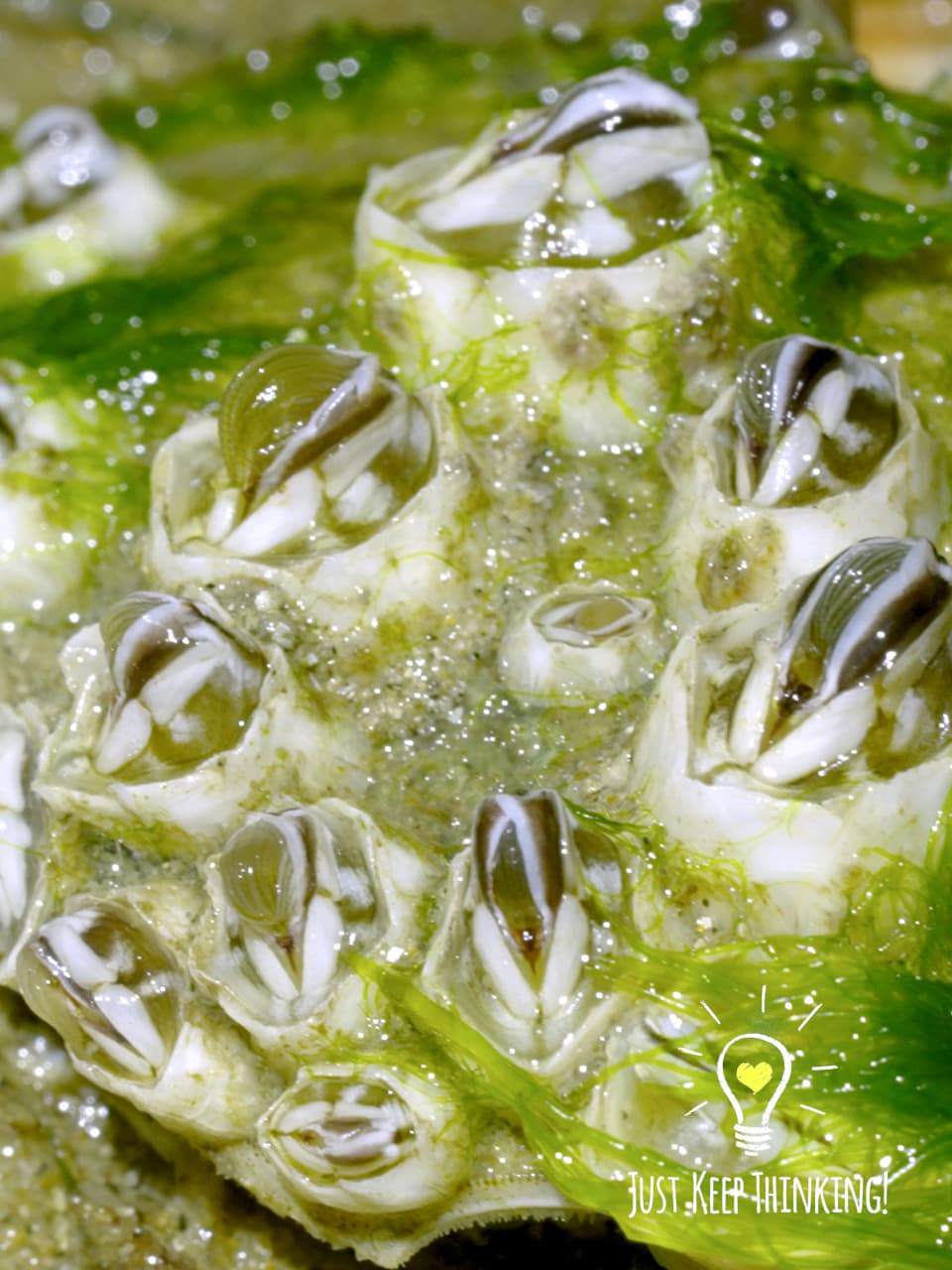 11_Acorn Barnacle_GradedJKT