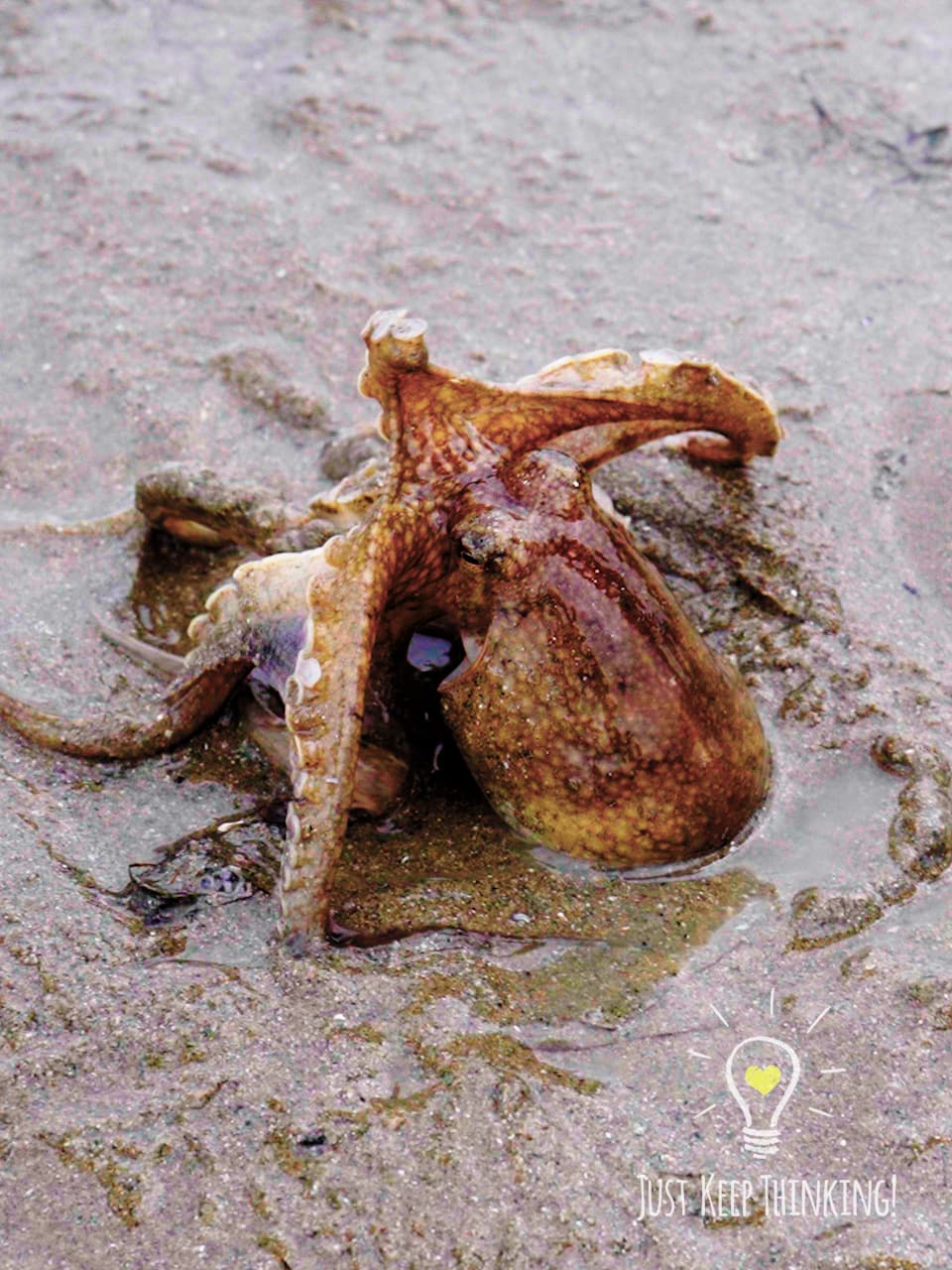 11_Big-headed Seagrass Octopus_GradedJKT
