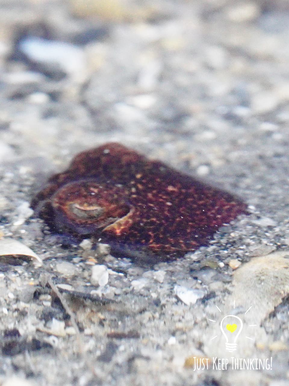 11_Bobtail Squid_GradedJKT