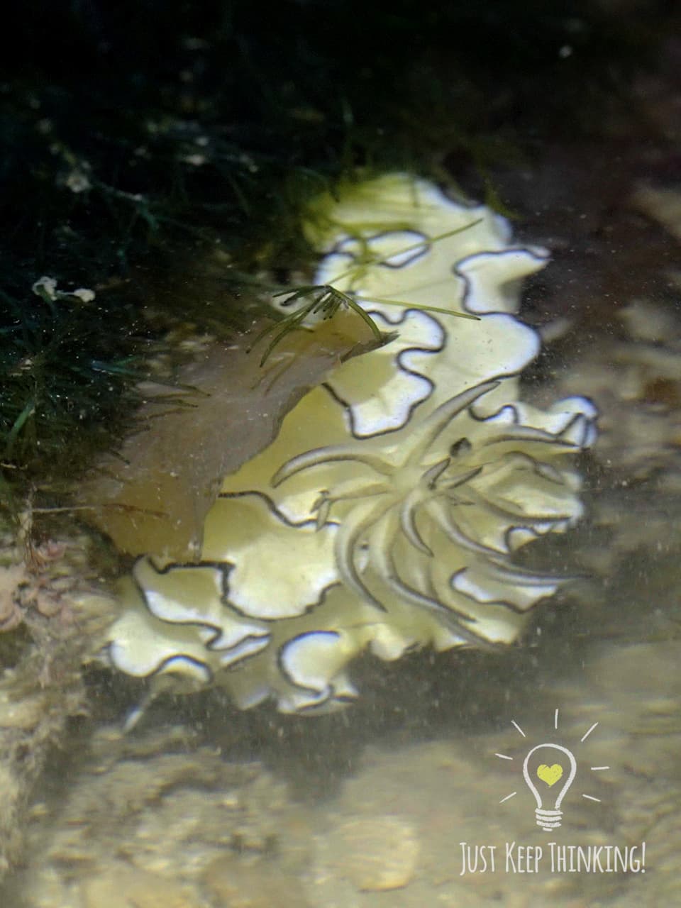 11_Cheesecake Nudibranch_GradedJKT