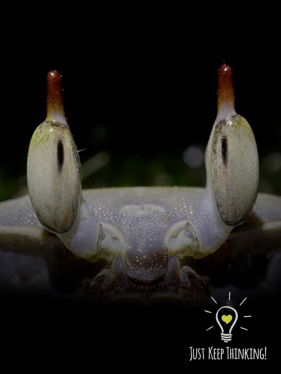11_Horn-eyed Ghost Crab_GradedJKT