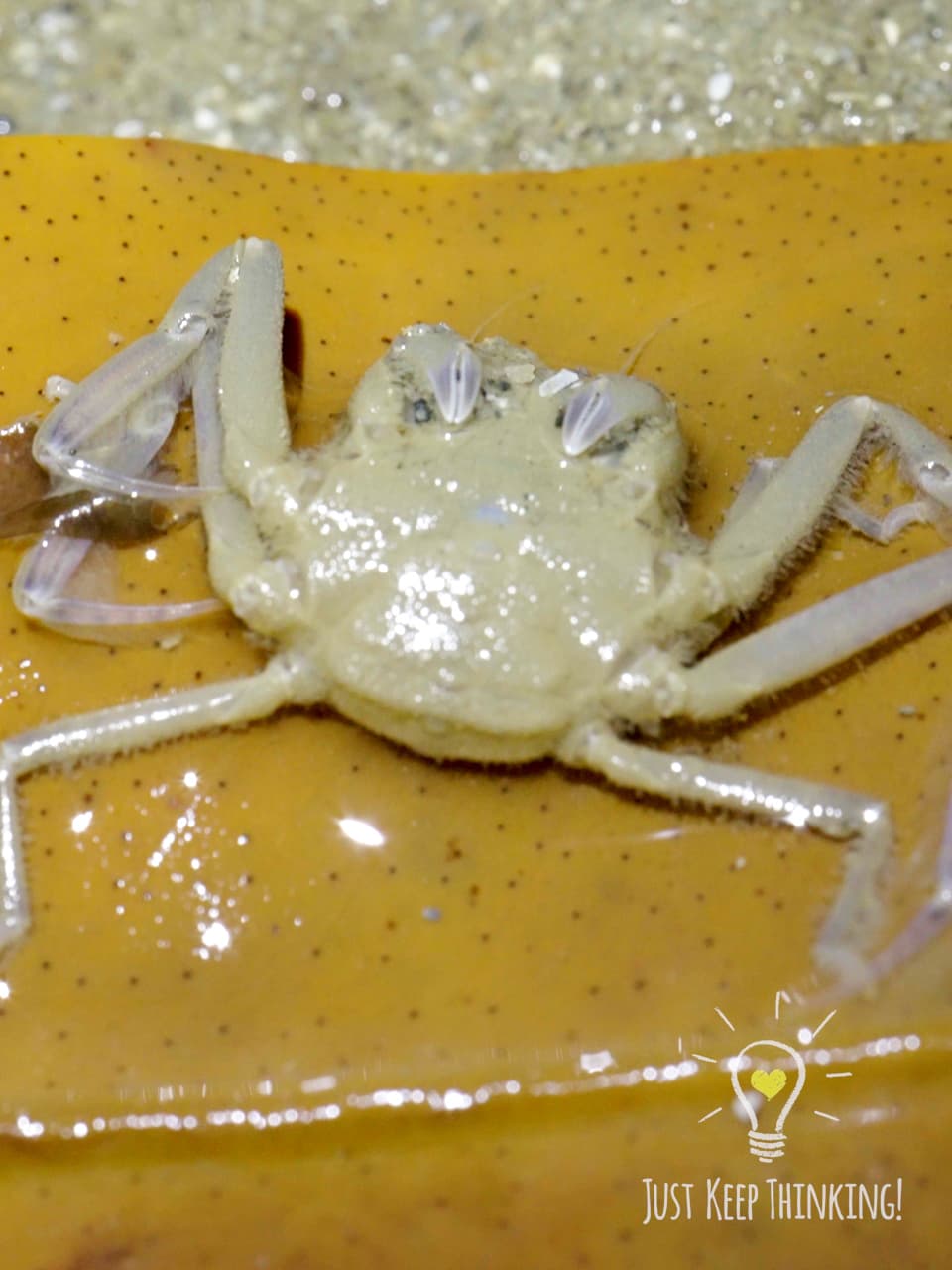 11_Leaf Porter Crab_GradedJKT