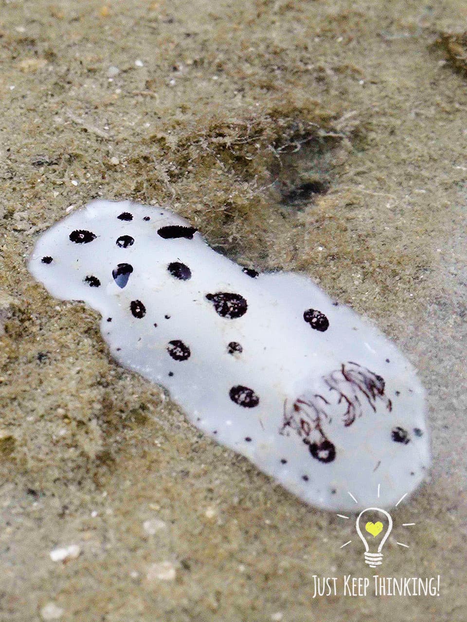 11_Polka-dotted Nudibranch_GradedJKT