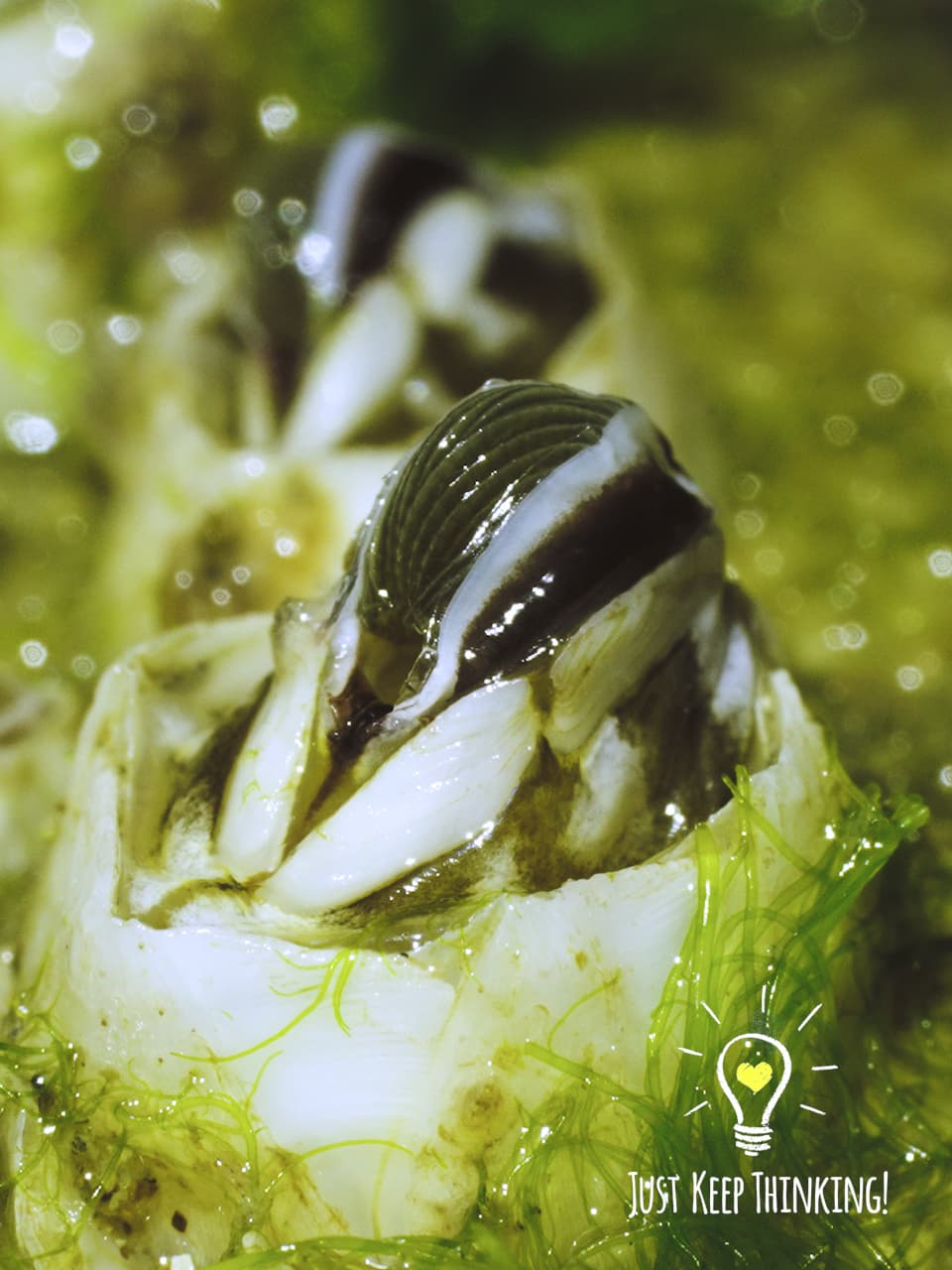 12_Acorn Barnacle_GradedJKT