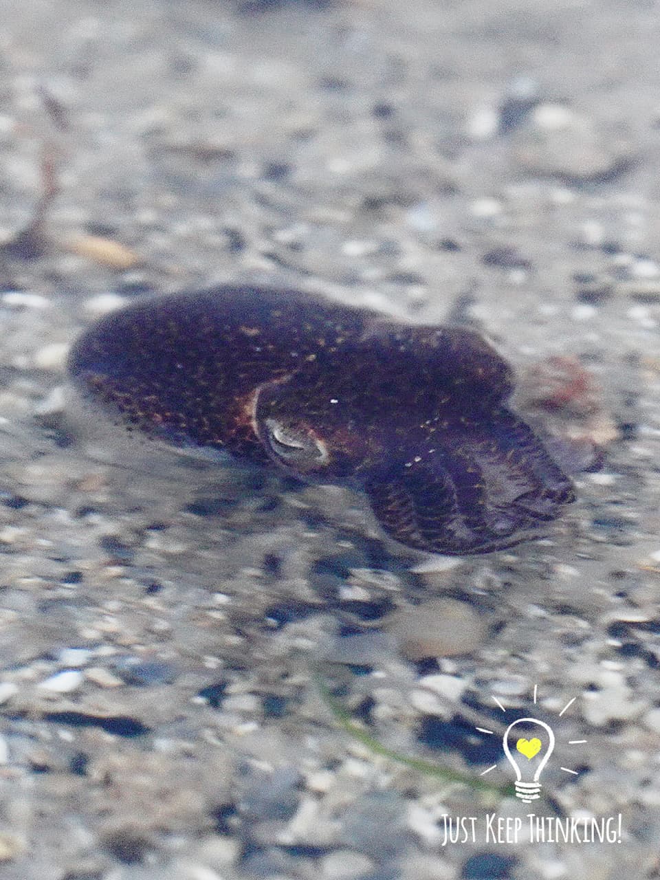 12_Bobtail Squid_GradedJKT